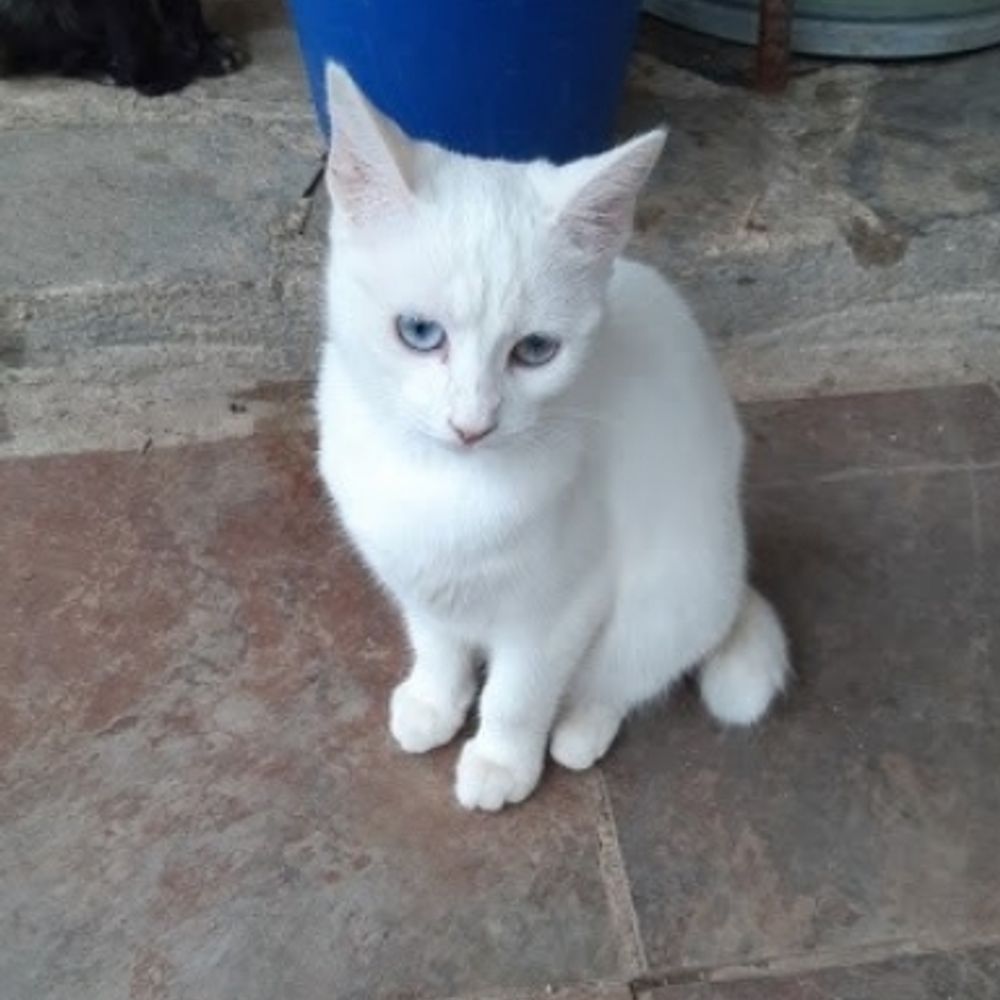 Gatete Blanqui