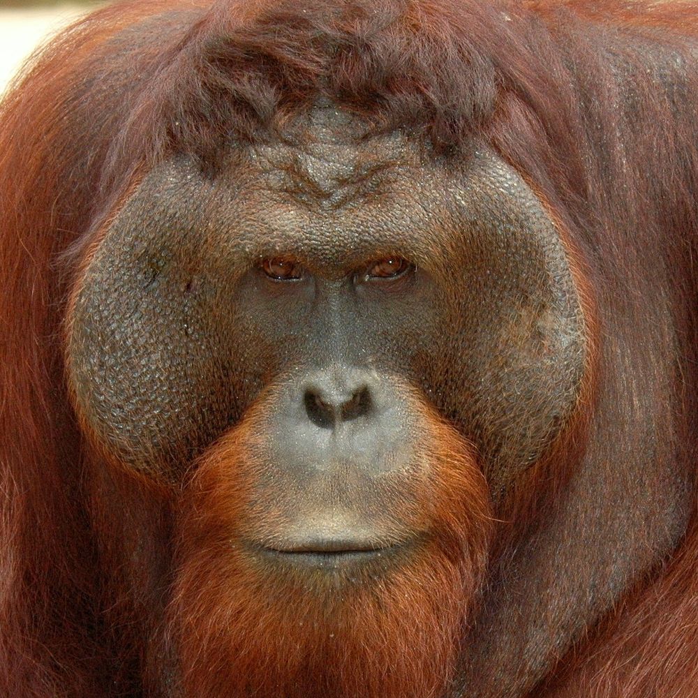 Profile picture orangutanlandtrust.bsky.social