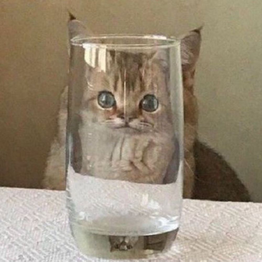 젤리