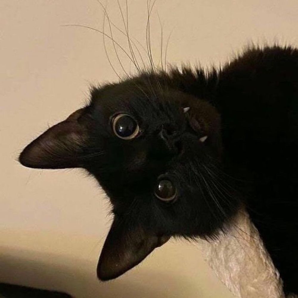 몽