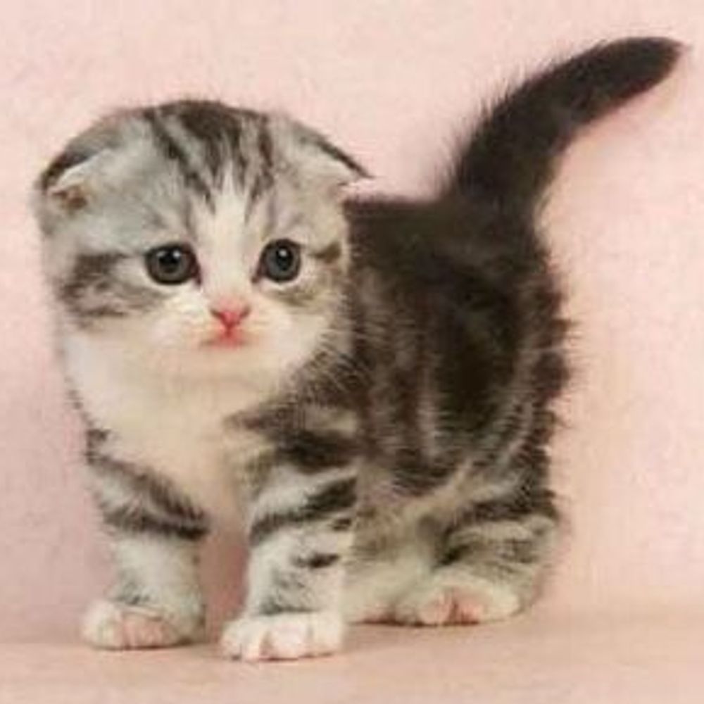 猫ネッコ