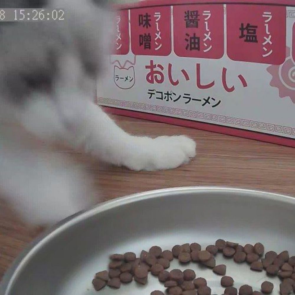 레이소다