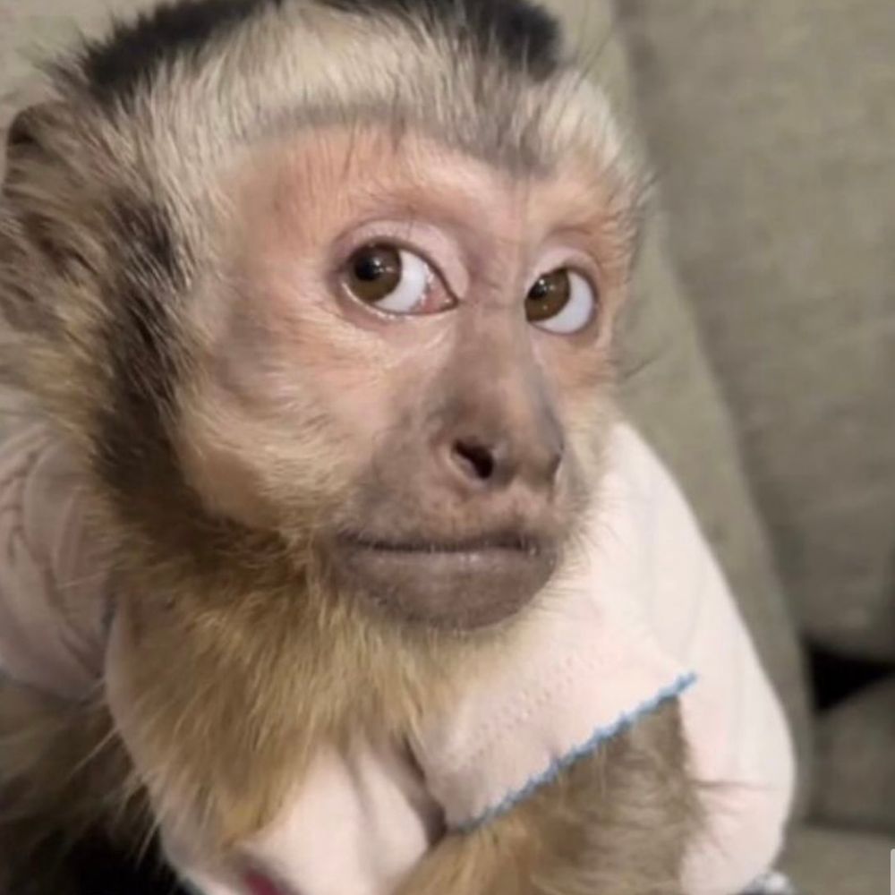 Incognito Monkey