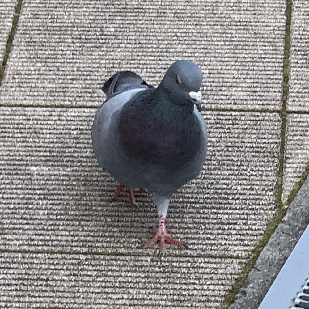 はと