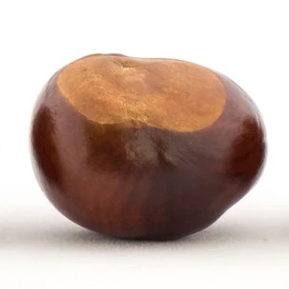 Conkers