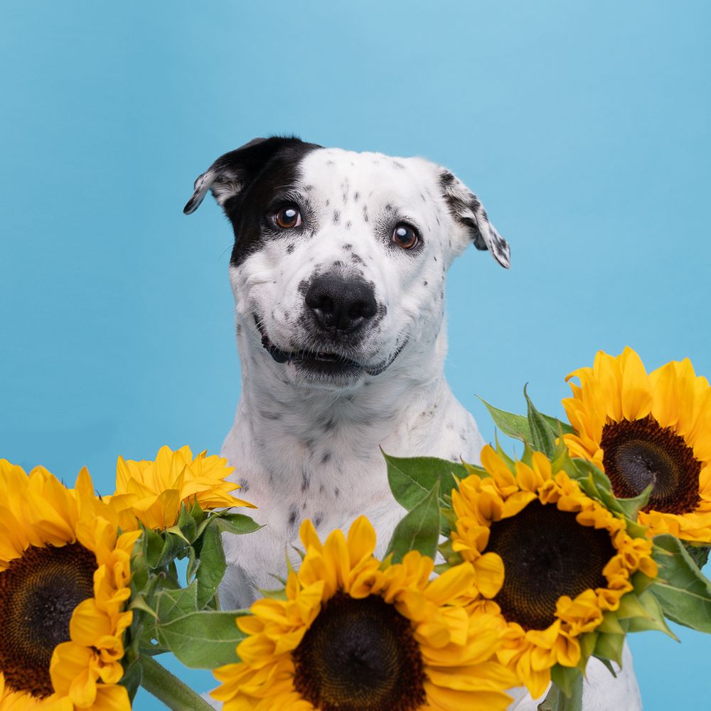 Happy Go Doggy Photography