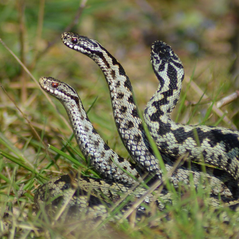 OliCWildlife