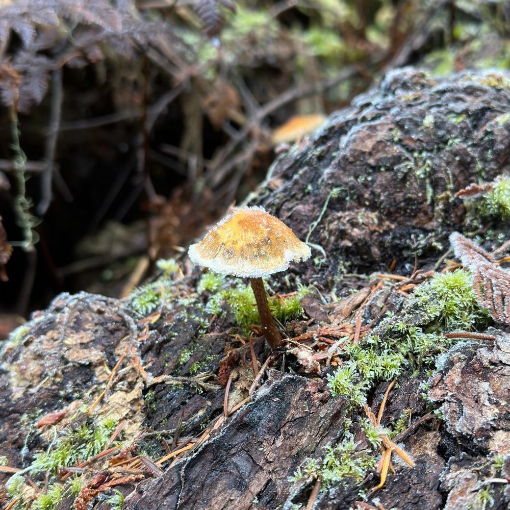 PNW Hiker