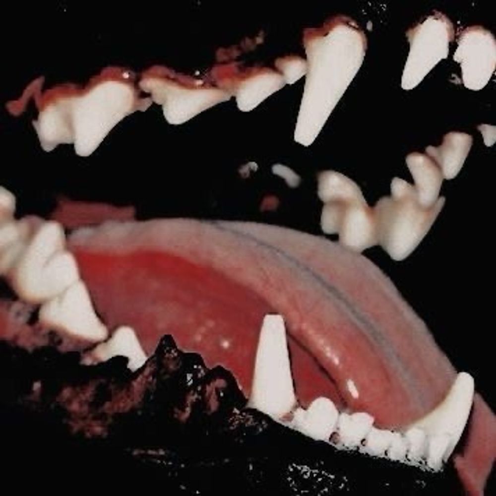 🐾 𝕯𝖎𝖘𝖘𝖊𝖗𝖛𝖎𝖈𝖊 𝕯𝖔𝖌 🐾