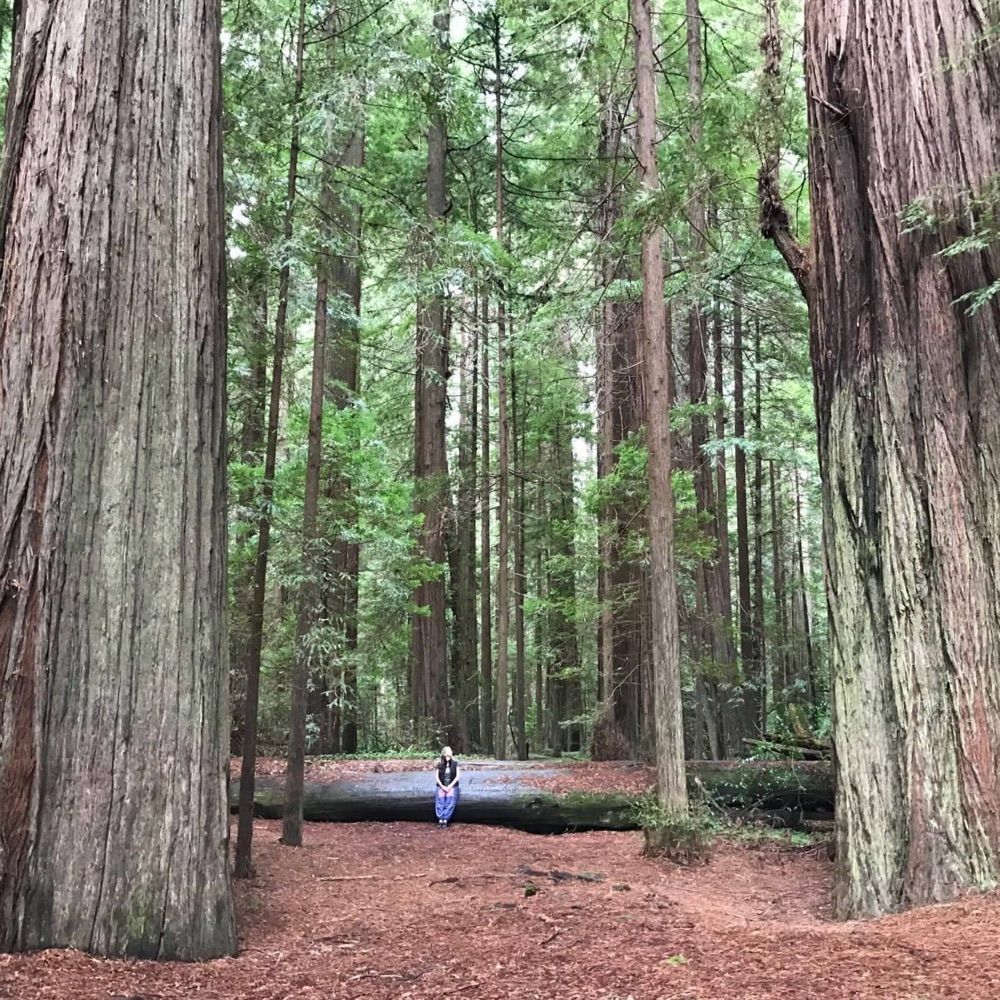 windinthetrees