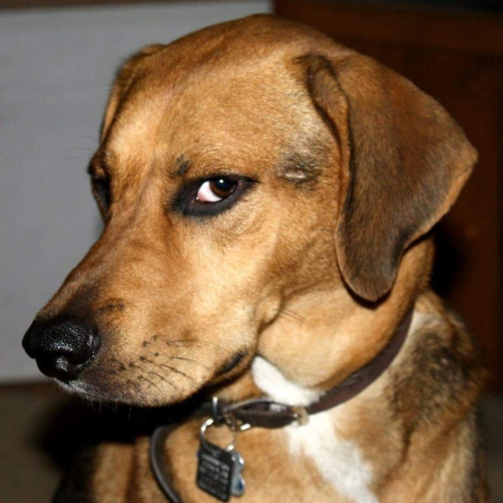 ruger