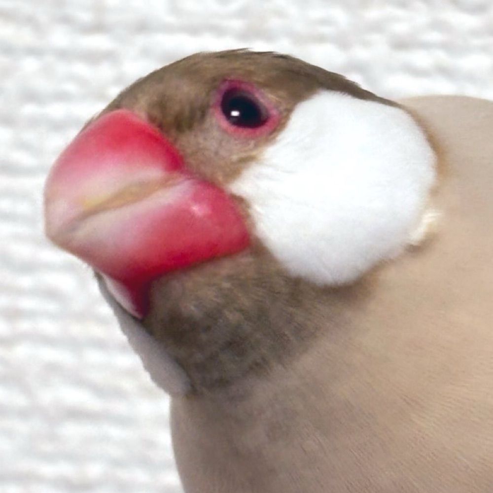 かゆちま