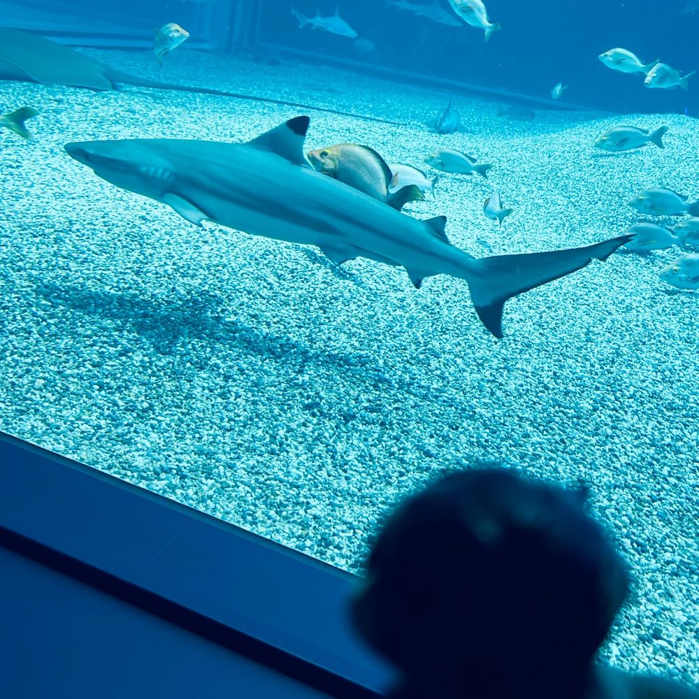 鮫田郎🦈