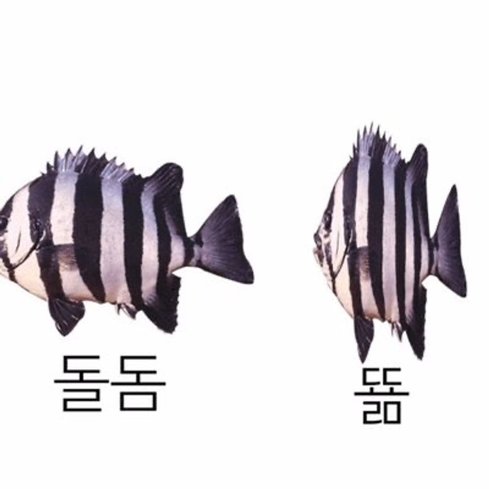 뚊쬲
