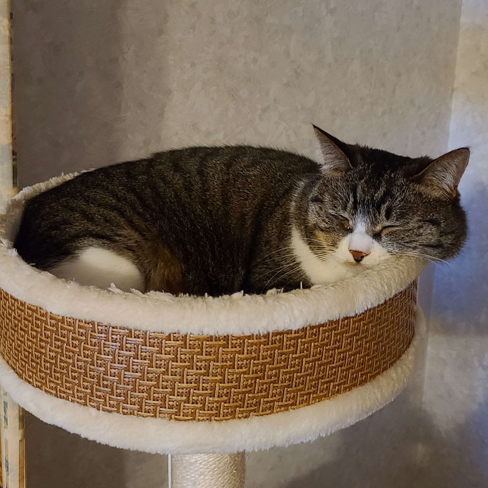 ツチニン