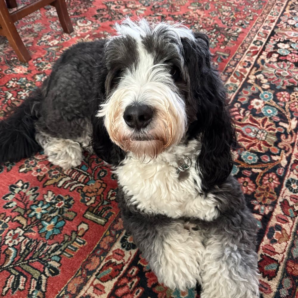 Doggone Good Books