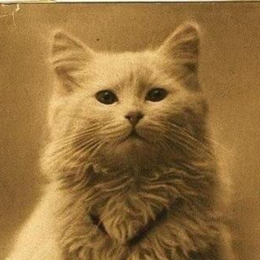 Kedi