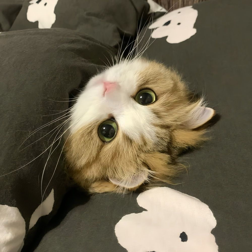 BB
