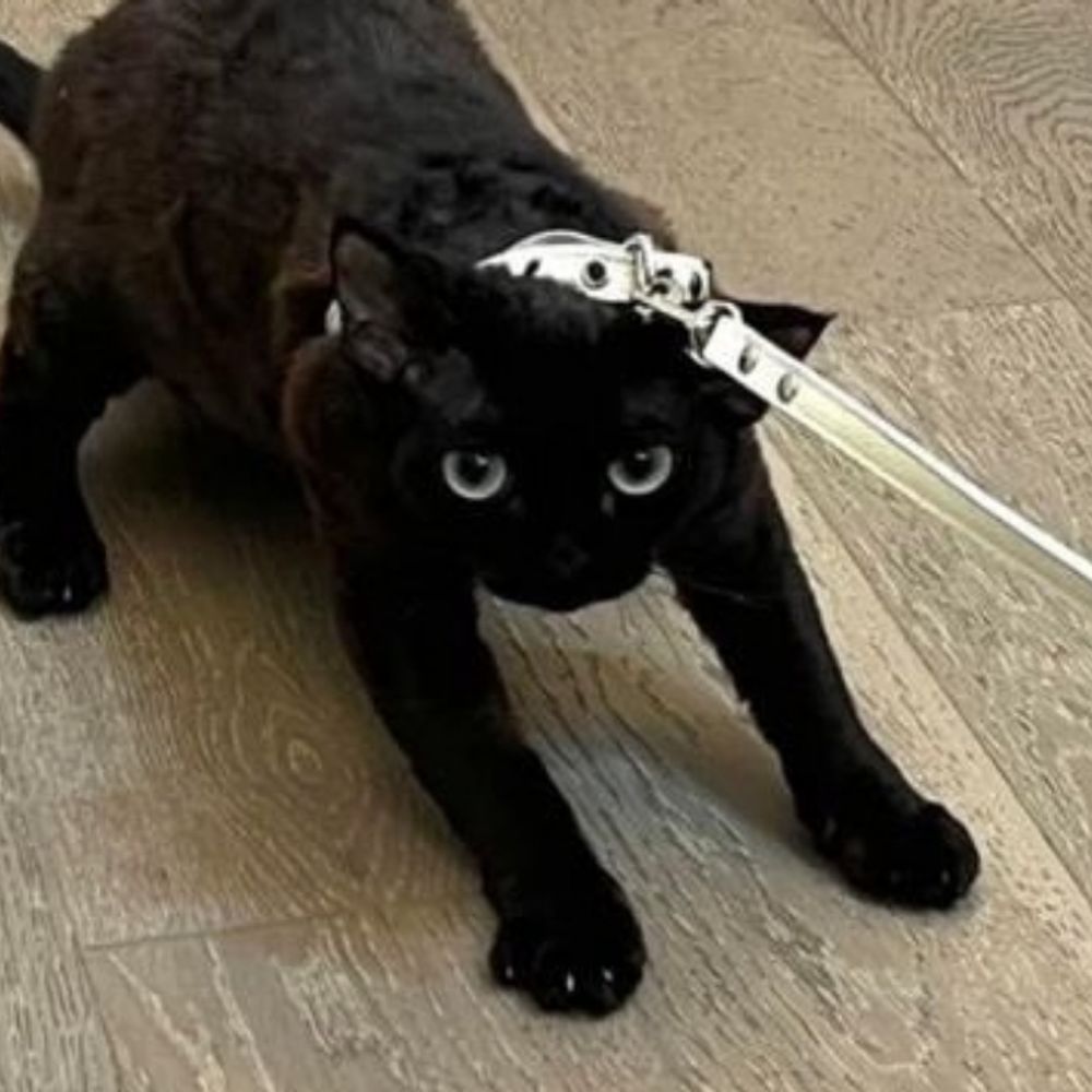 Cat Provider
