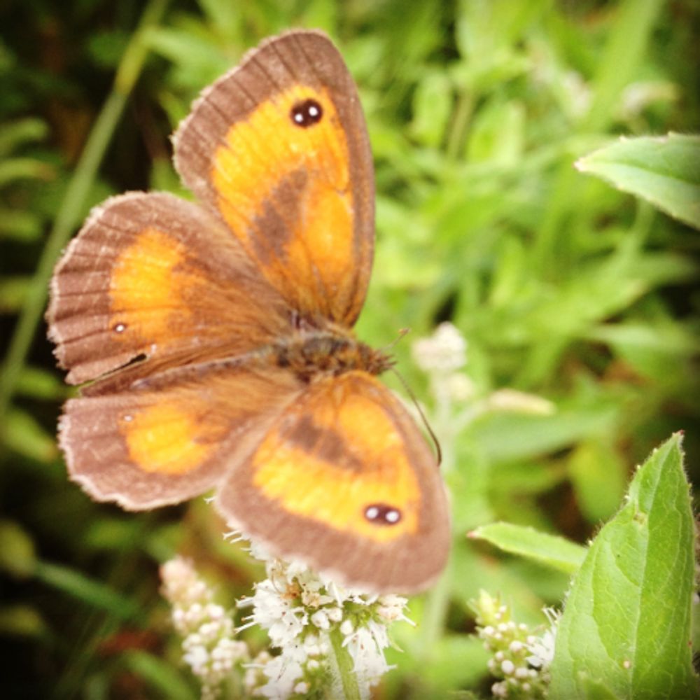 UK Butterflies