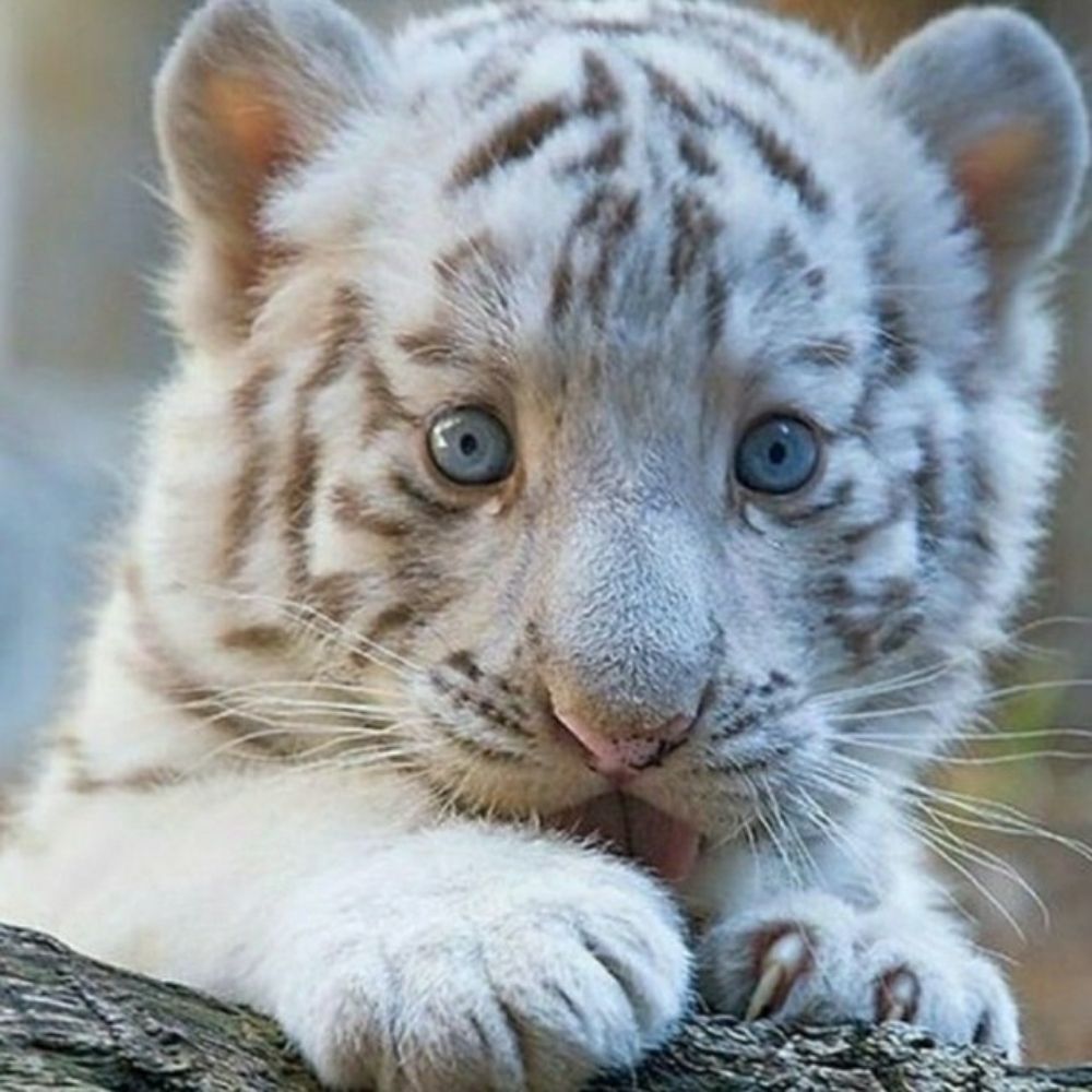 산중호걸