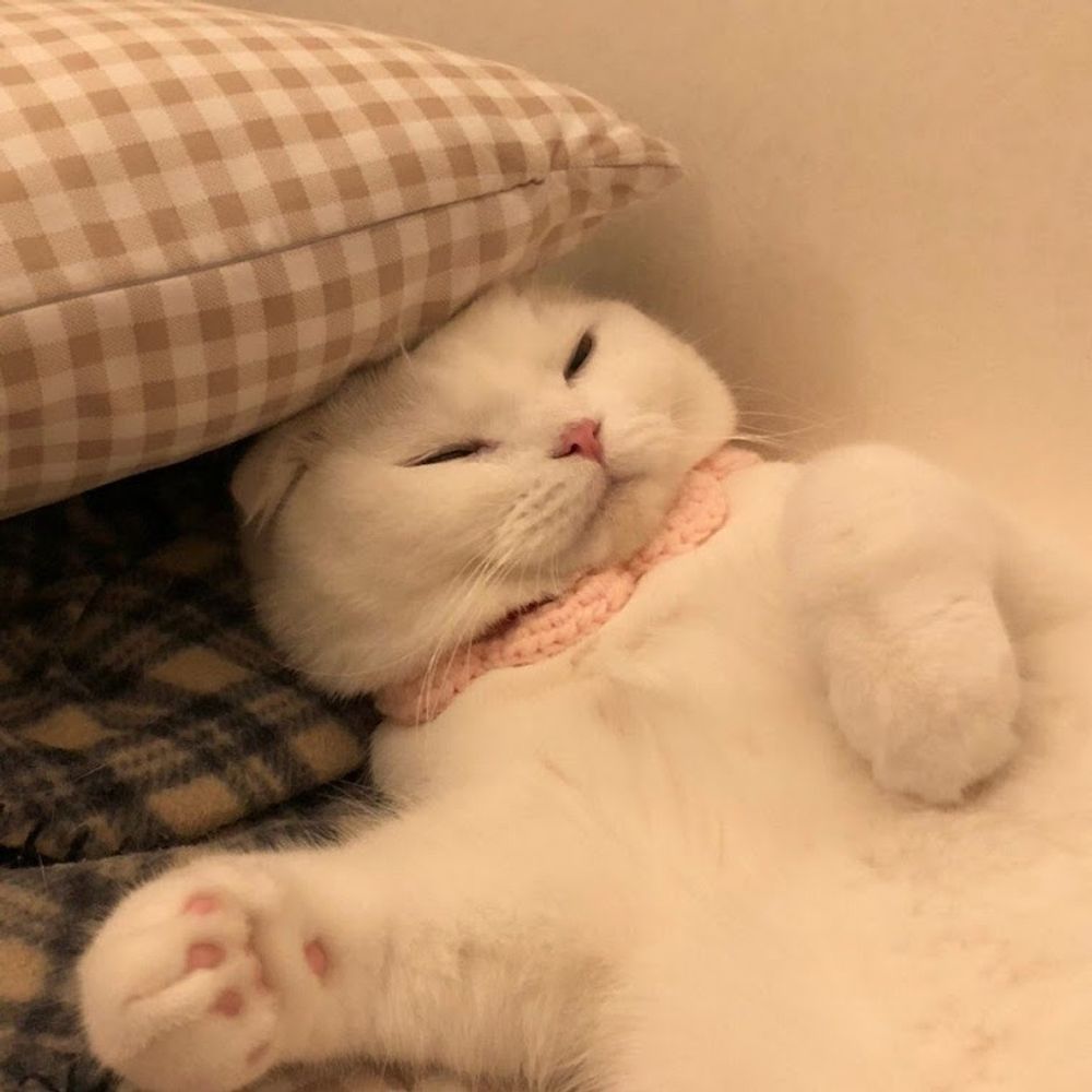 고양이
