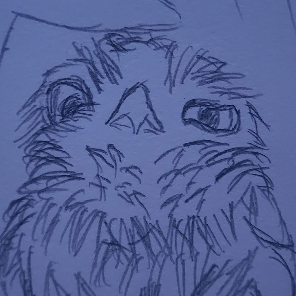 Sheepkin