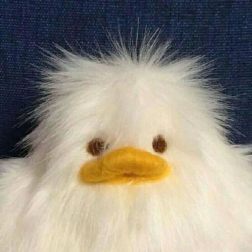 쭈귤