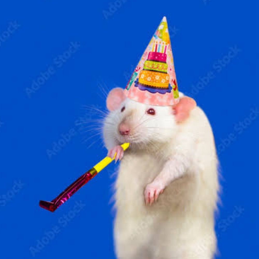 rata ratazanando