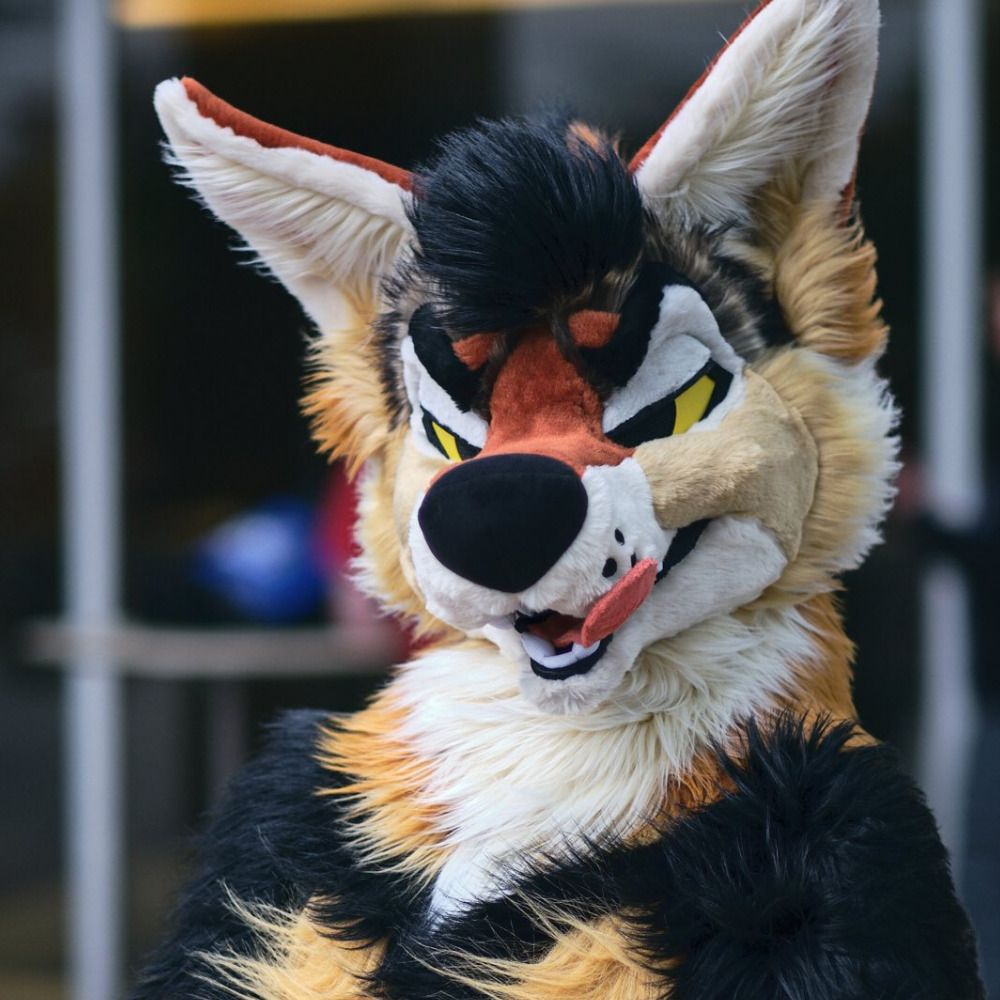 Aesop Jackal