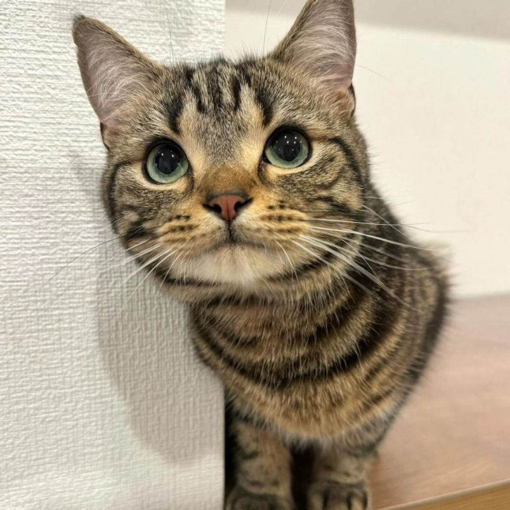 Teethbat