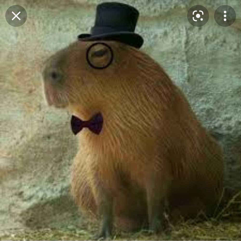Mr. Capybara 's avatar