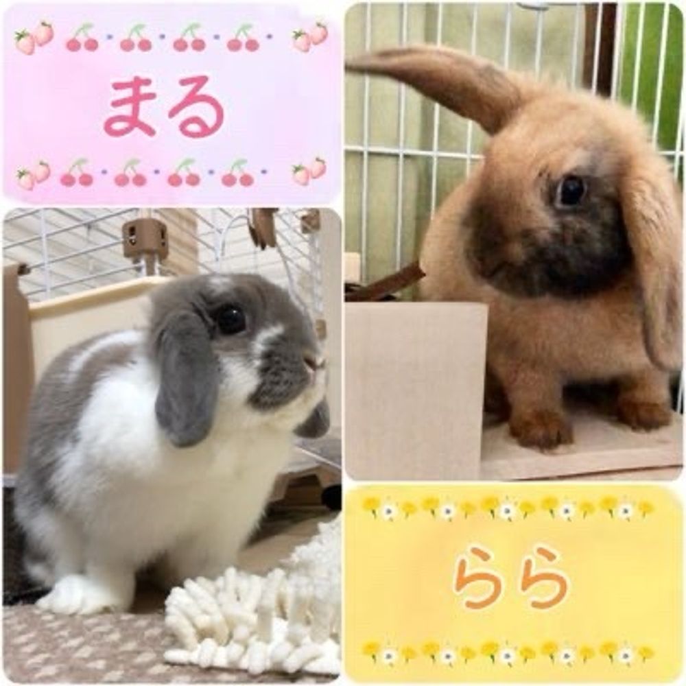 まるとらら