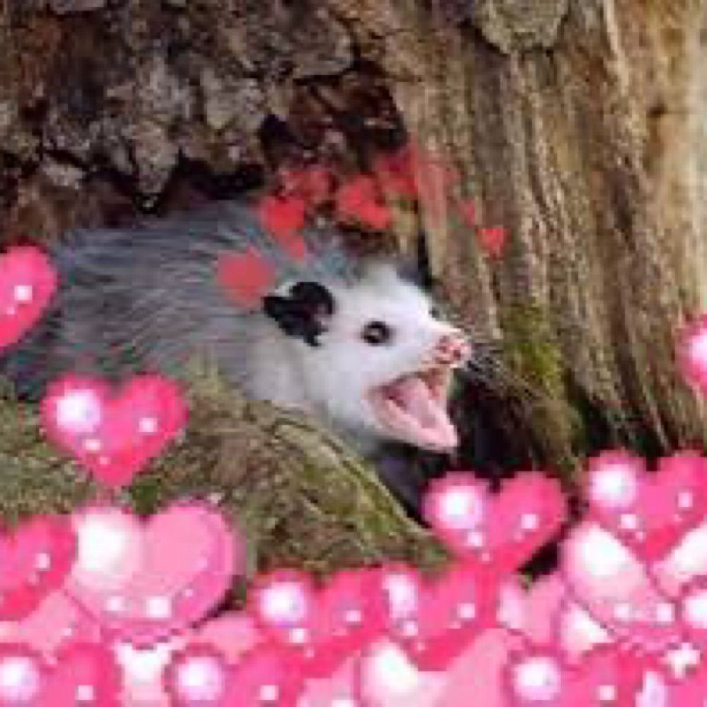 🌹𓅂 poetic enby bumpkin  𓅂 🌹🔞🇵🇸