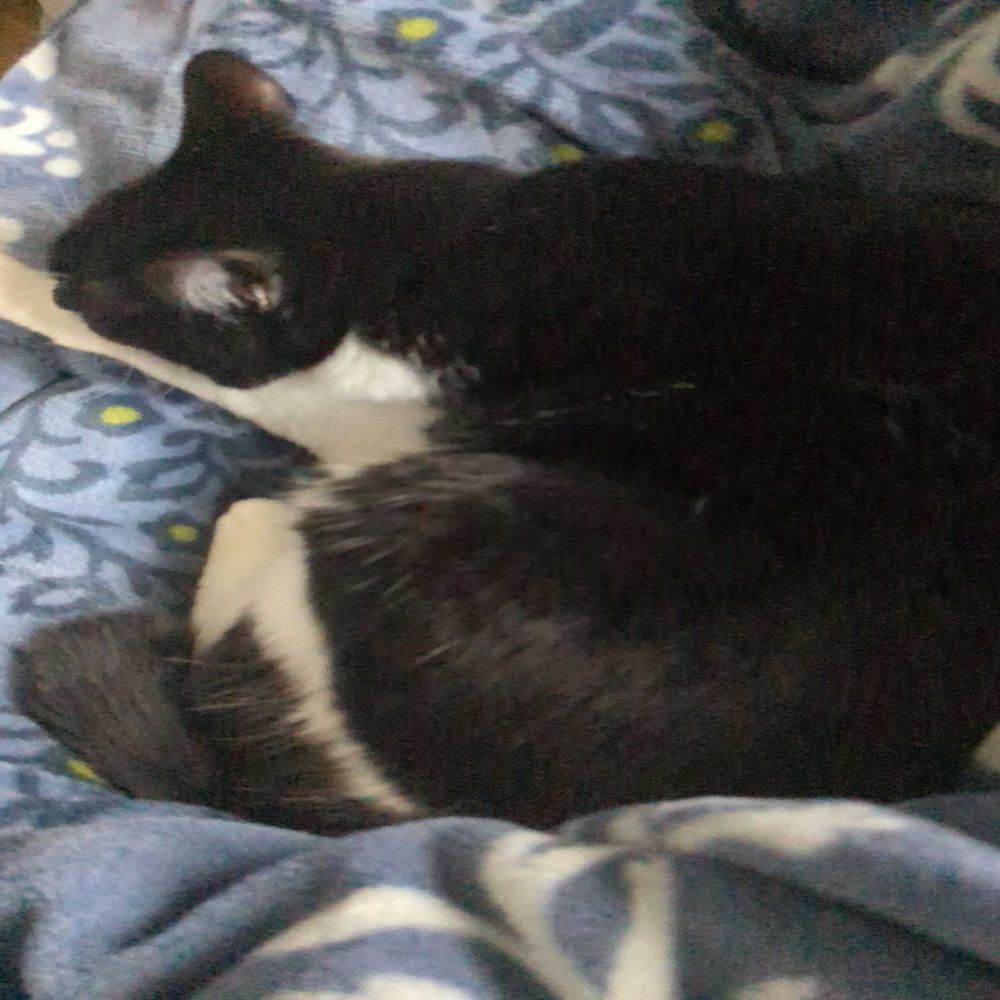 猫のひげ
