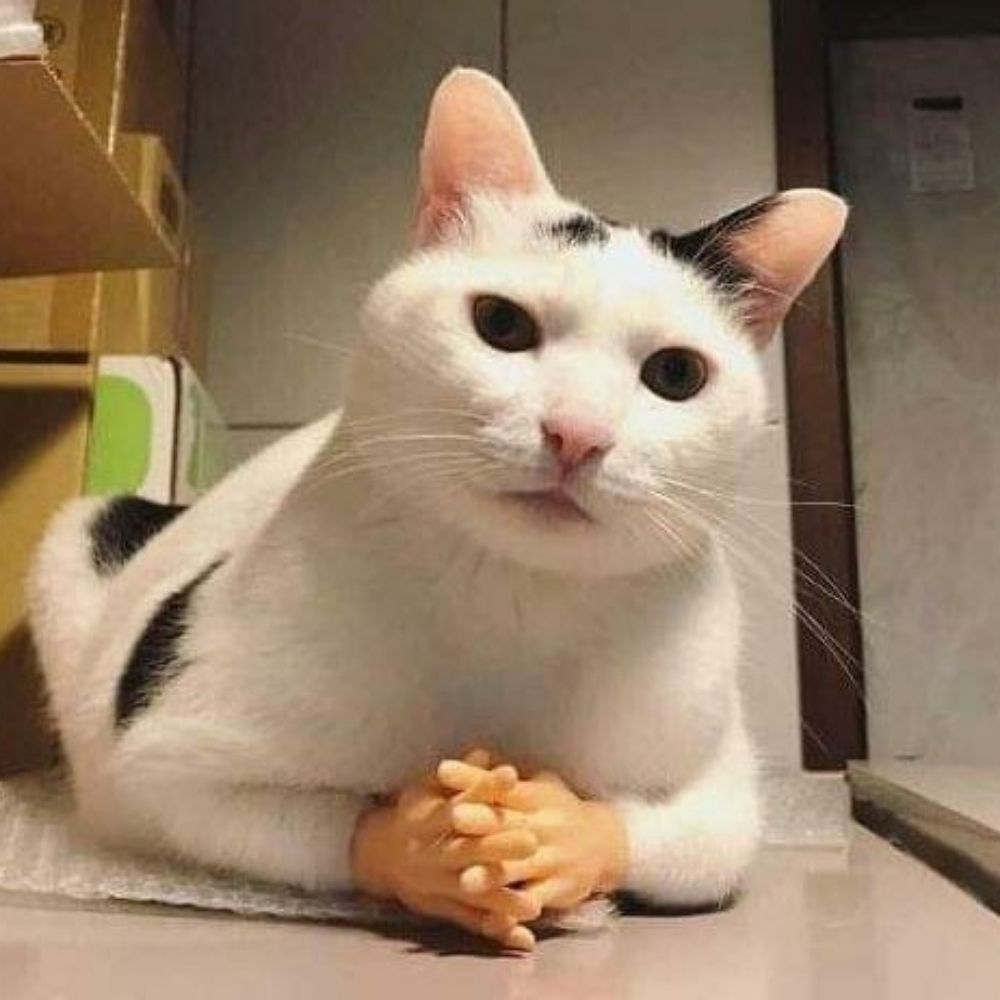 Taz