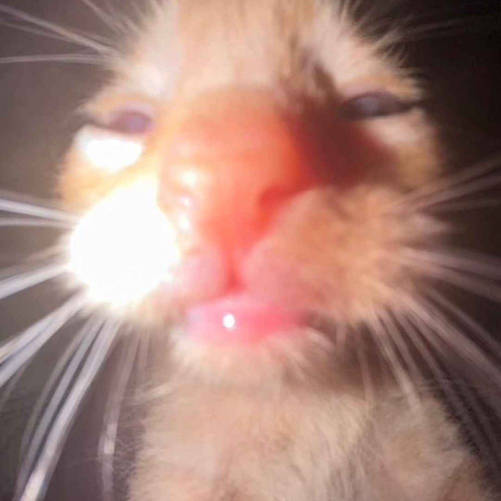 Mijicat