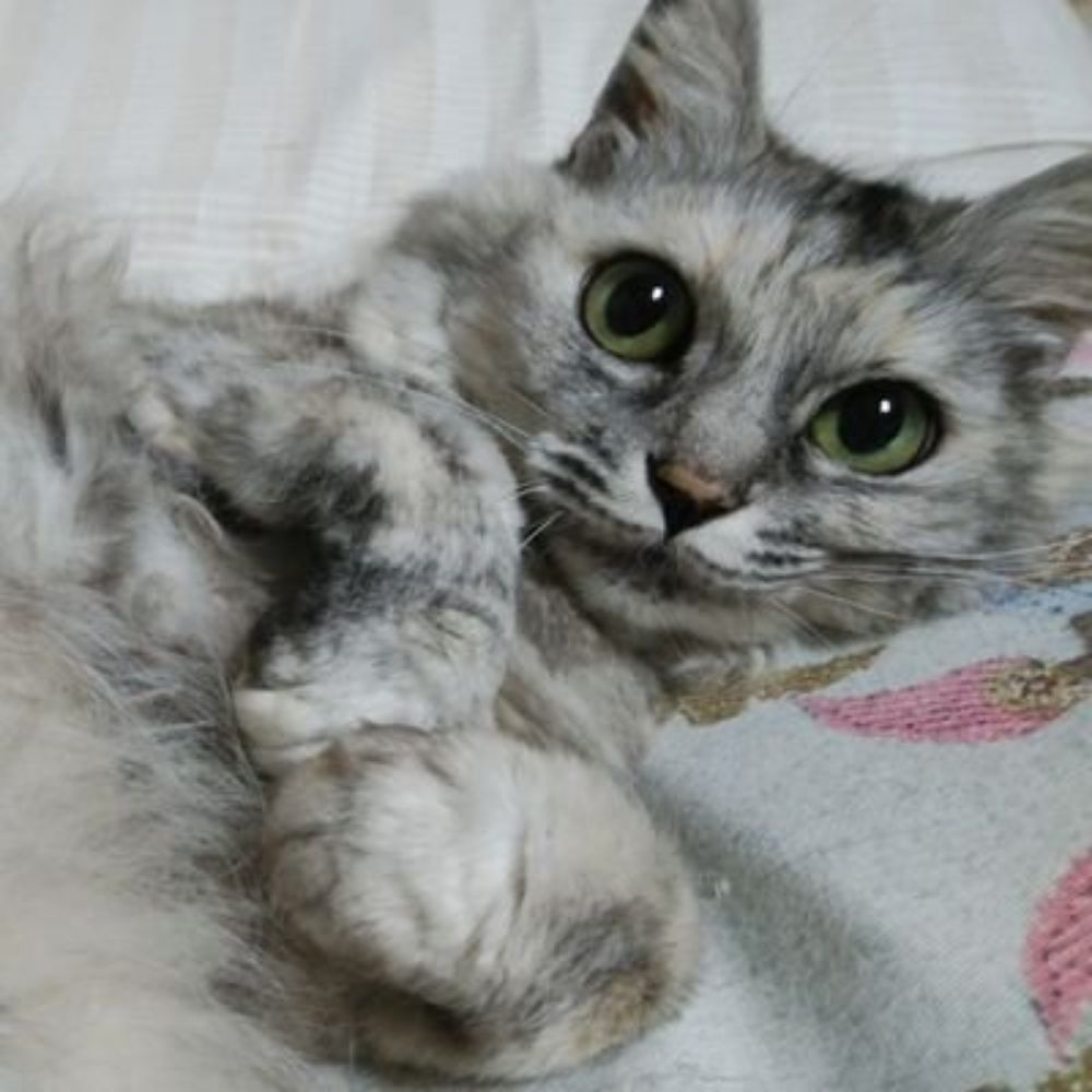 零(ねこ)
