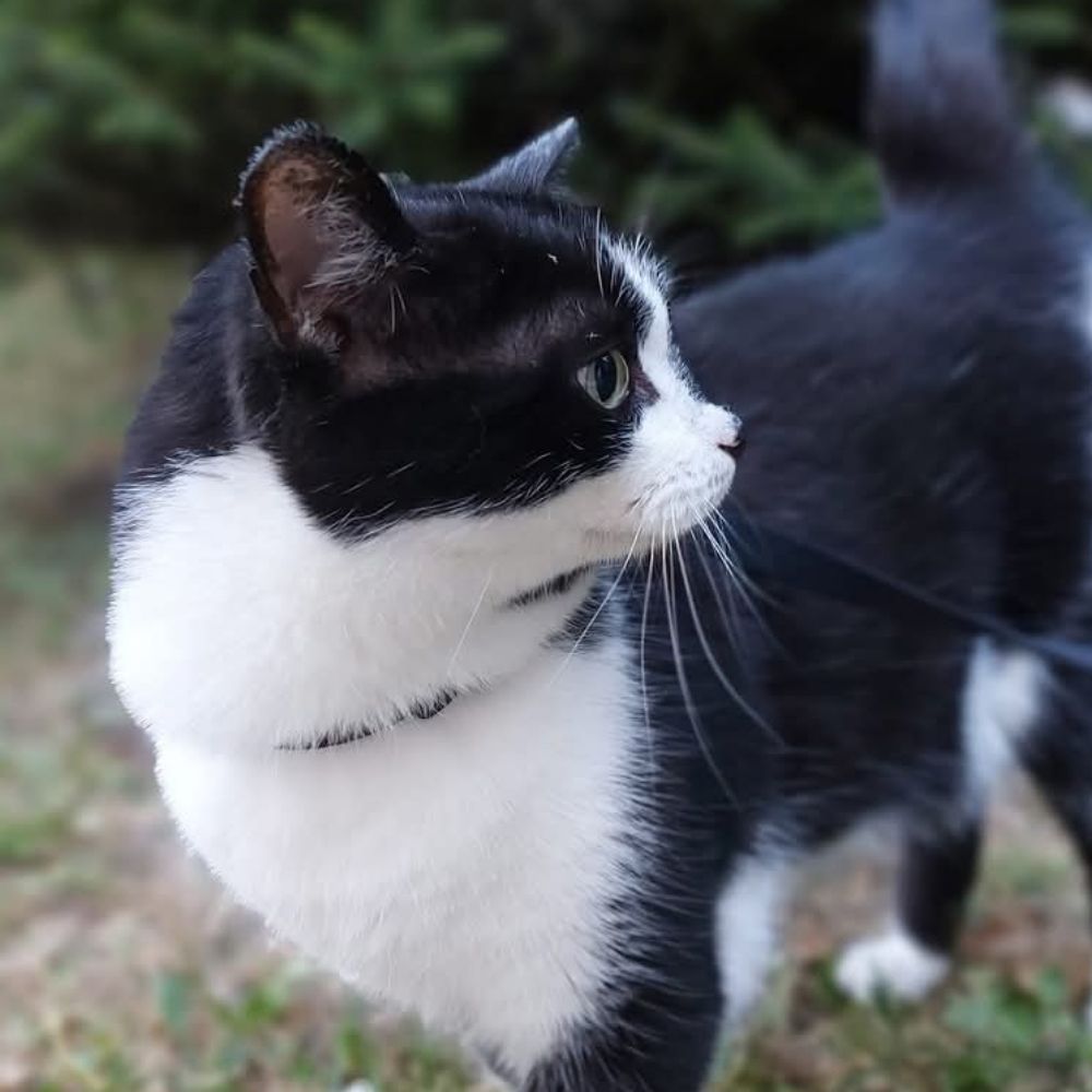 Fleki's Muscateers