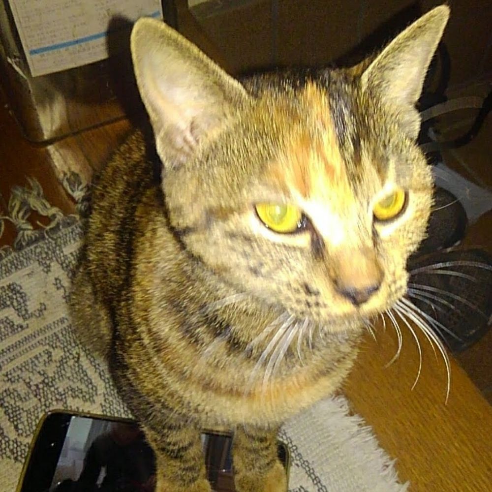 やん