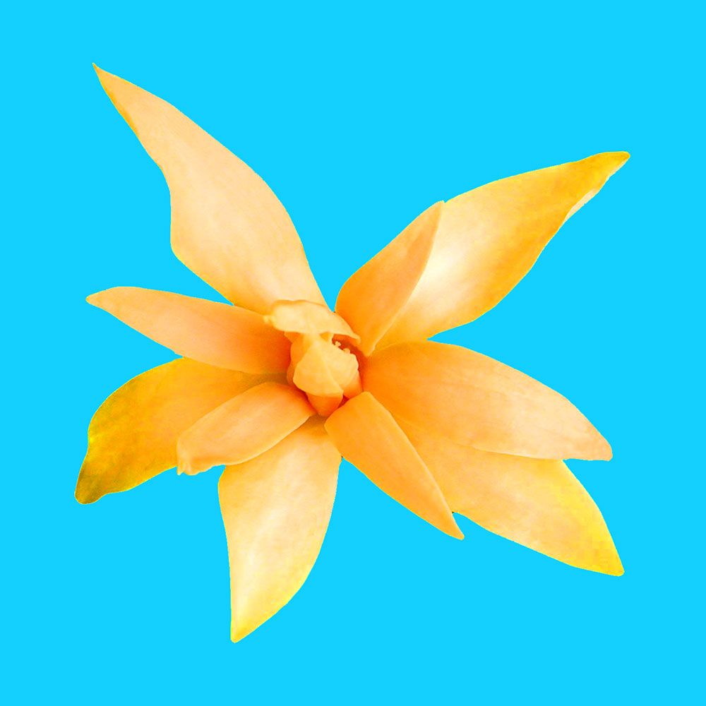 Top Tropicals Garden Plants