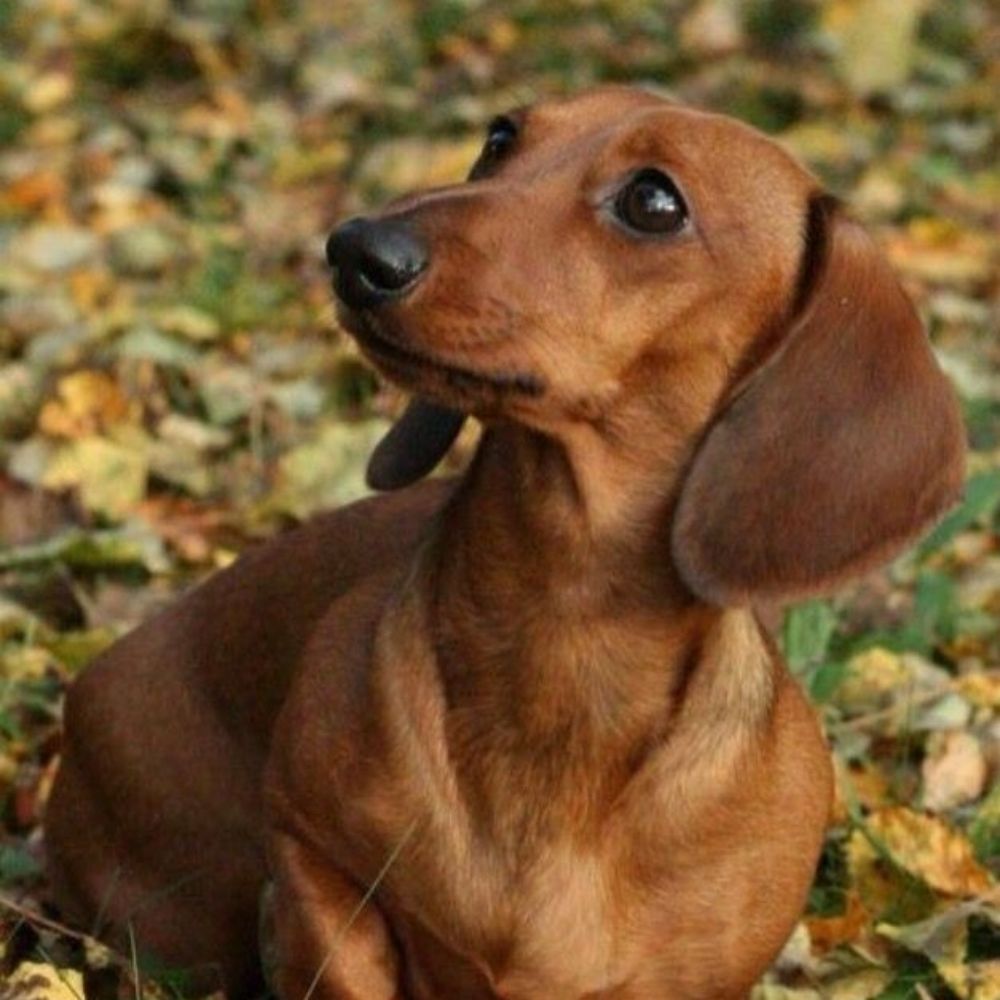 Lola