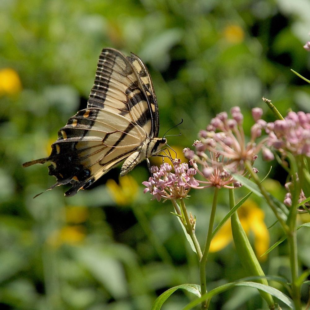 The Meadow Project