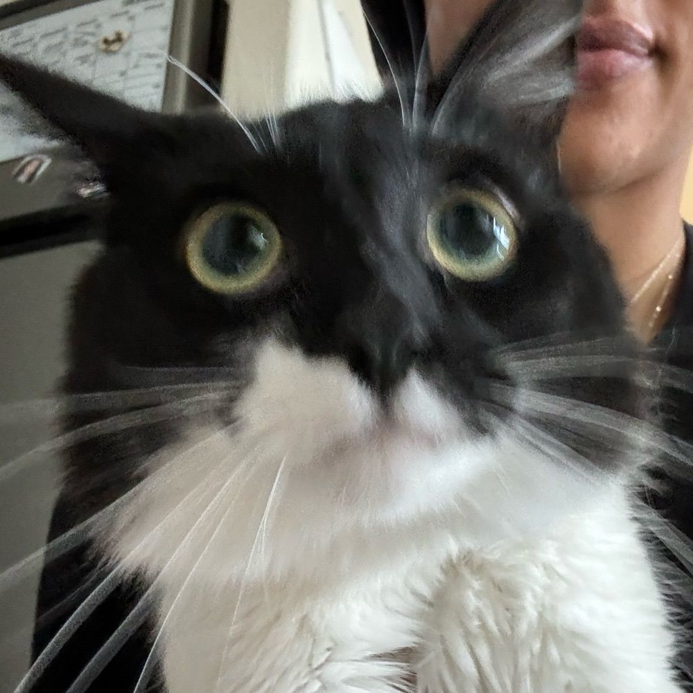 a tale of two kitties