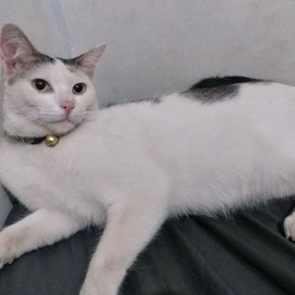 sendok garpu