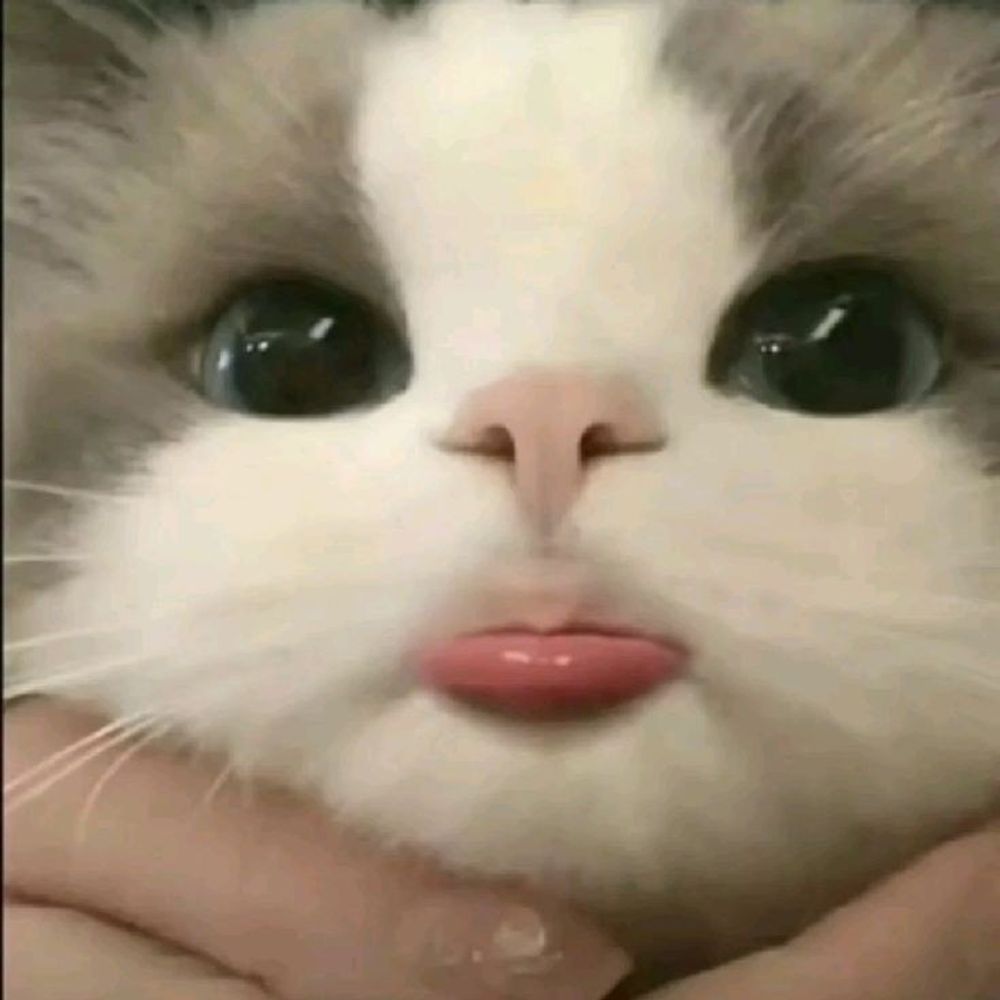 saiiiii