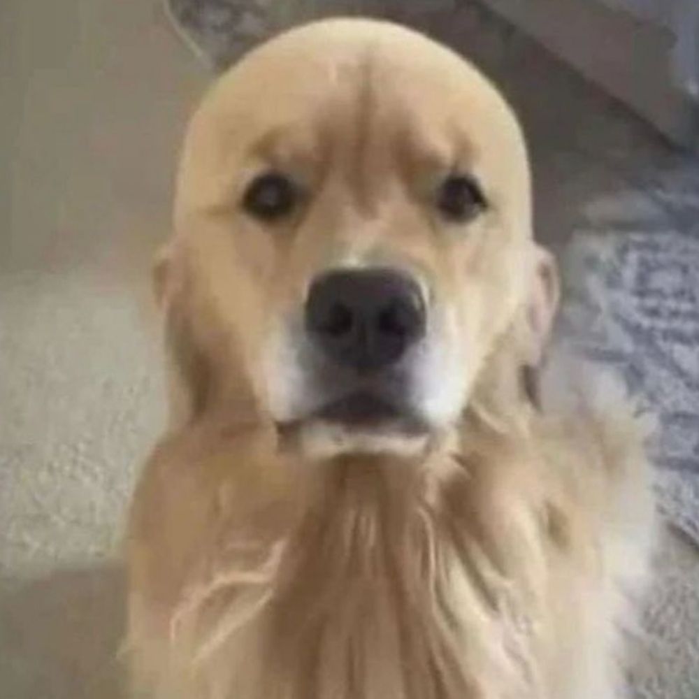Shitdog