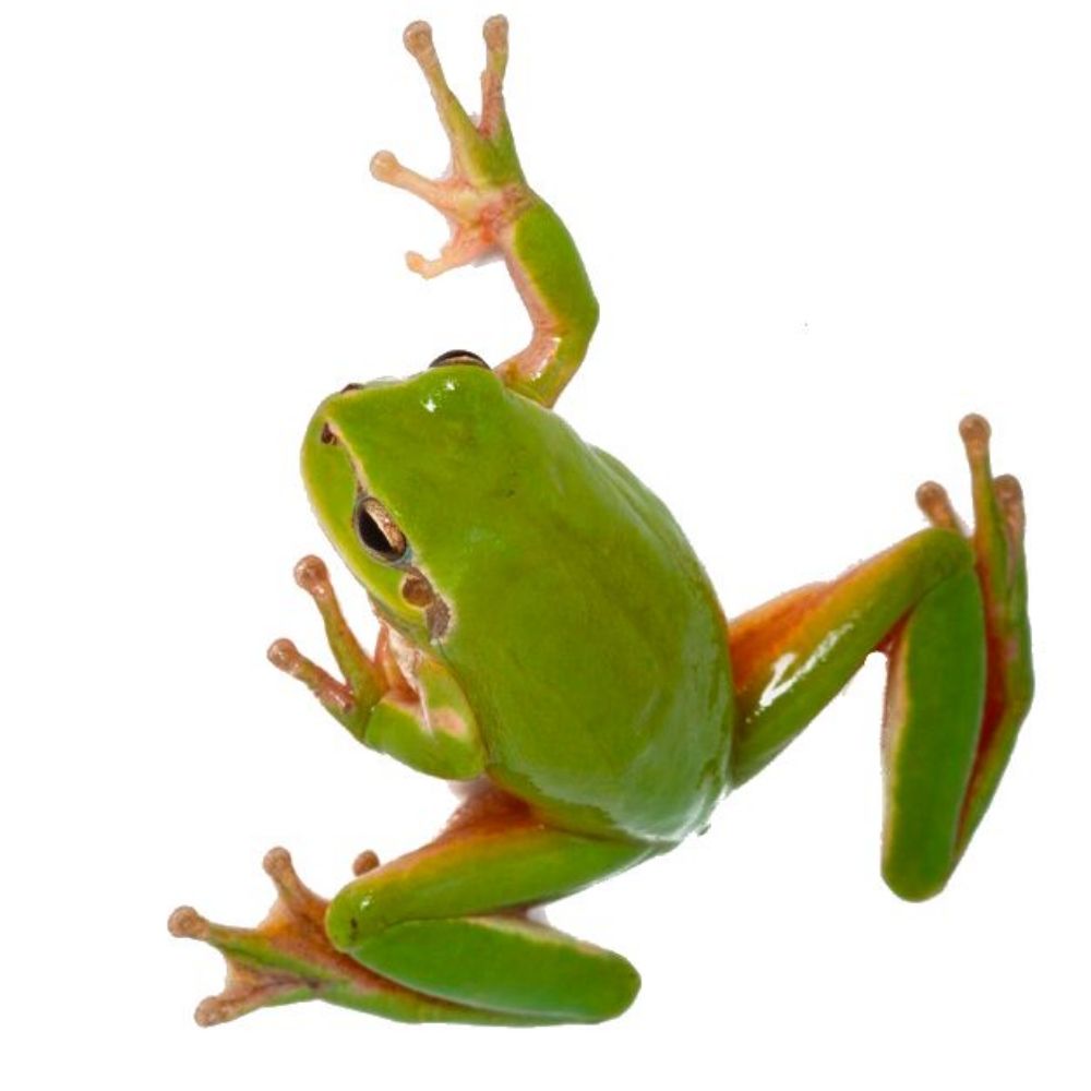 jo