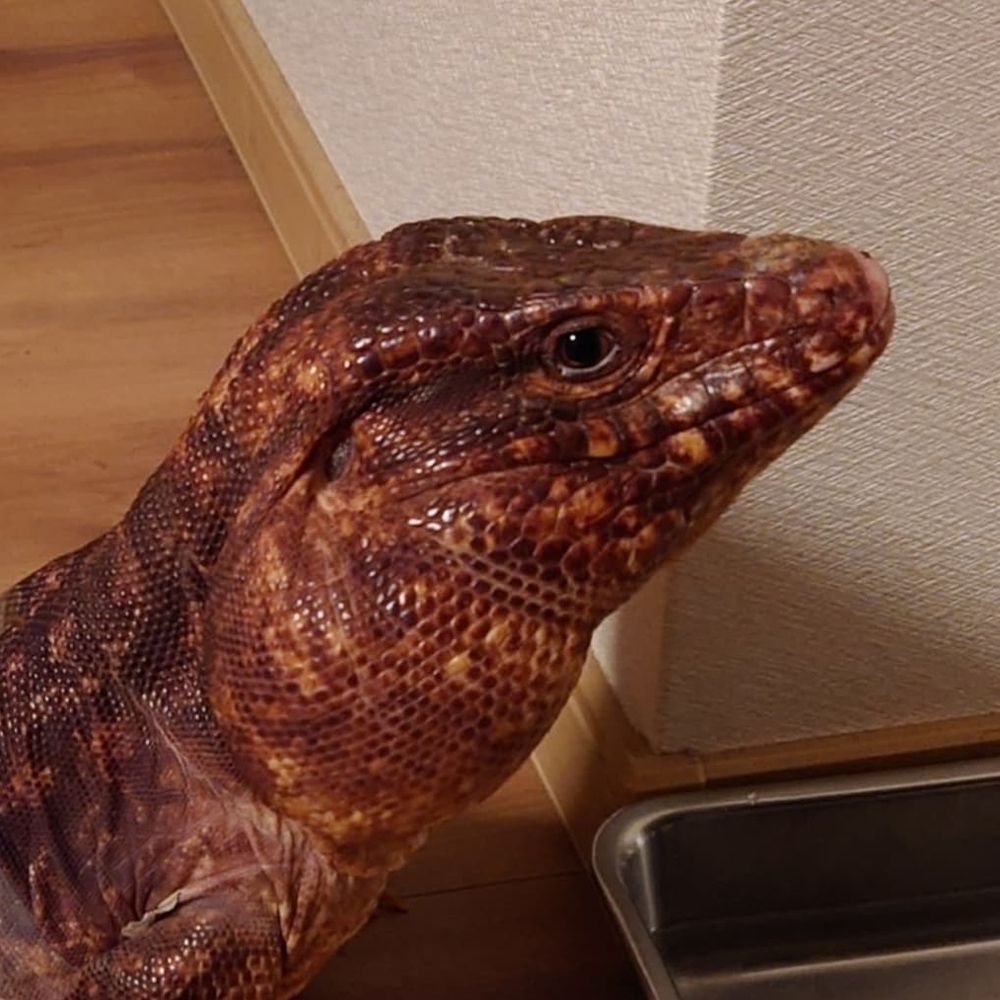 ようちゃ