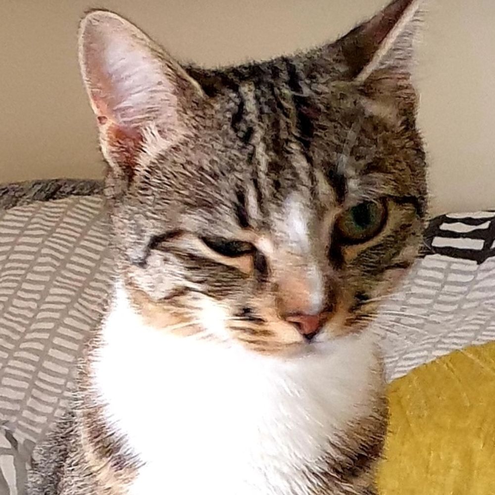 B.puss